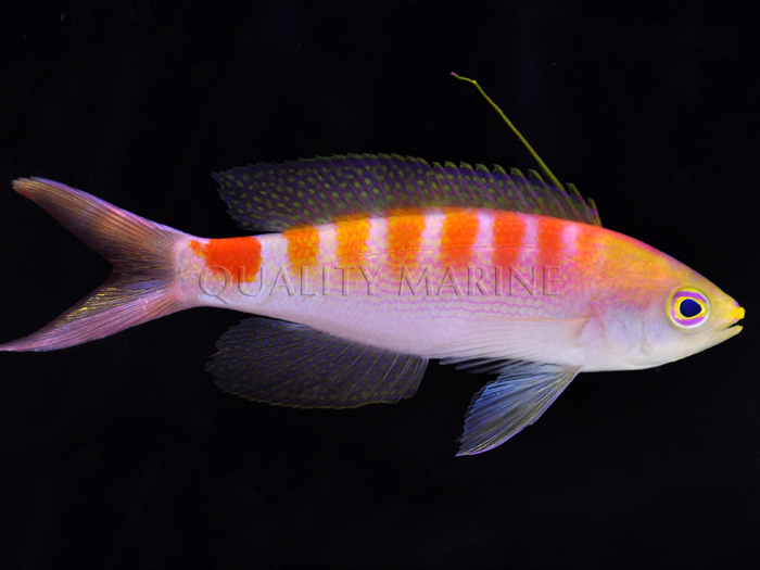 New Caledonia Anthias Quality Marine