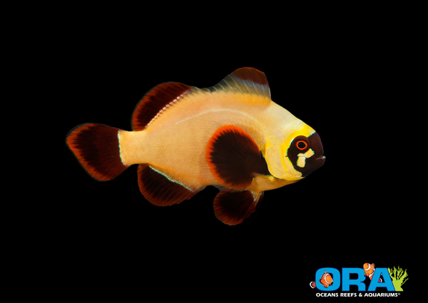 ORA Gold Nugget Clownfish