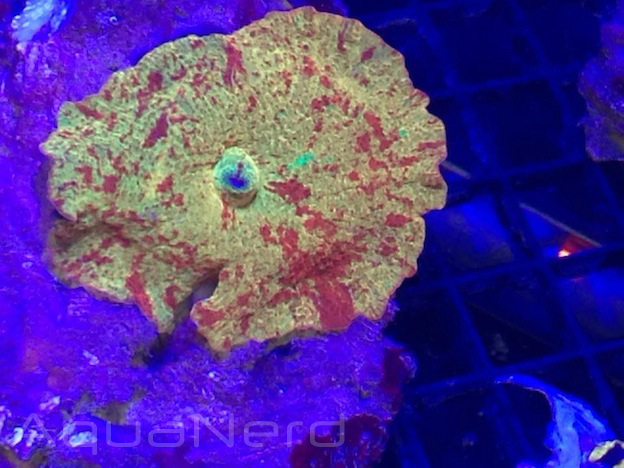 Sexy Corals Jawbreaker Mushroom