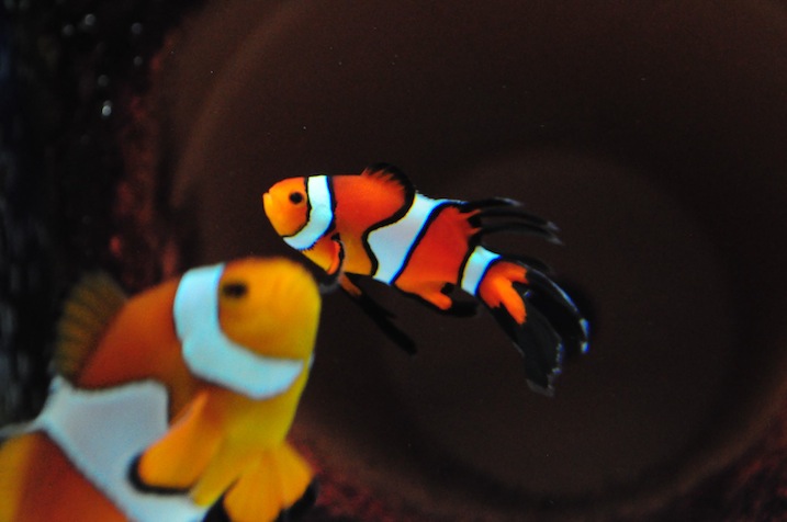 Sustainable Aquatics Longfin Clownfish