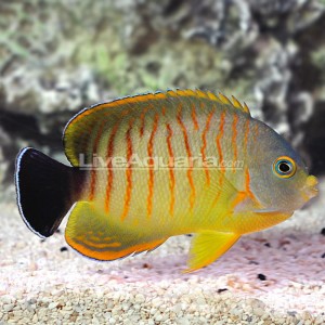 Gorgeos Tigerpyge Angelfish Lands in the Diver's Den | AquaNerd