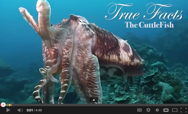 True Facts About the Cuttlefish