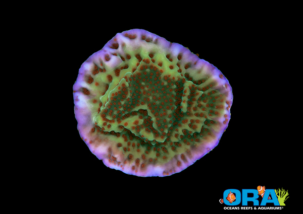 ORA Mind Trick Montipora