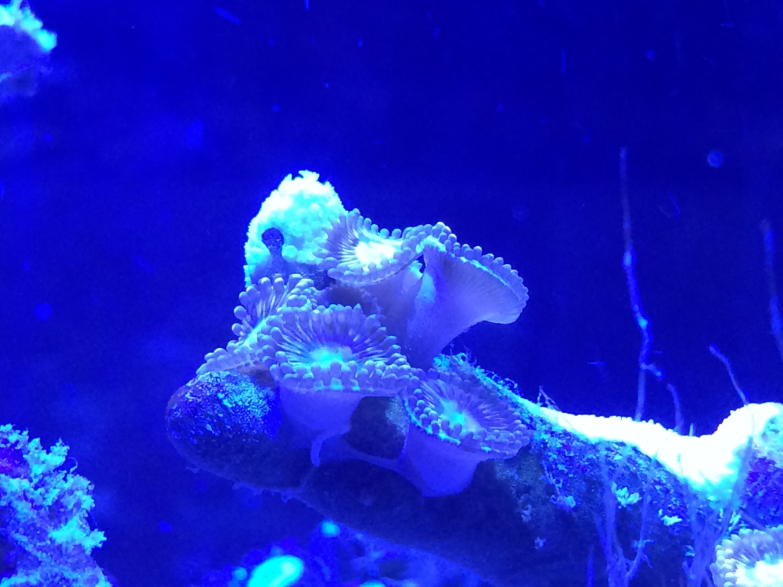 Zoanthids Under LED 2