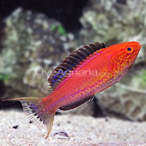 Lunate Fairy Wrasse (Cirrhilabrus cf lunatus) 2