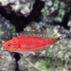 Lunate Fairy Wrasse (Cirrhilabrus cf lunatus)