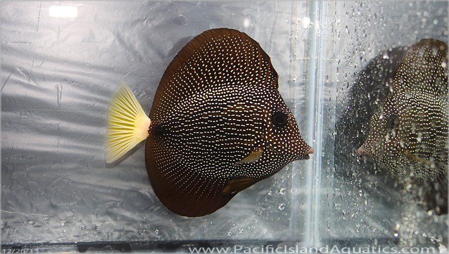 Mauritius Gem Tang