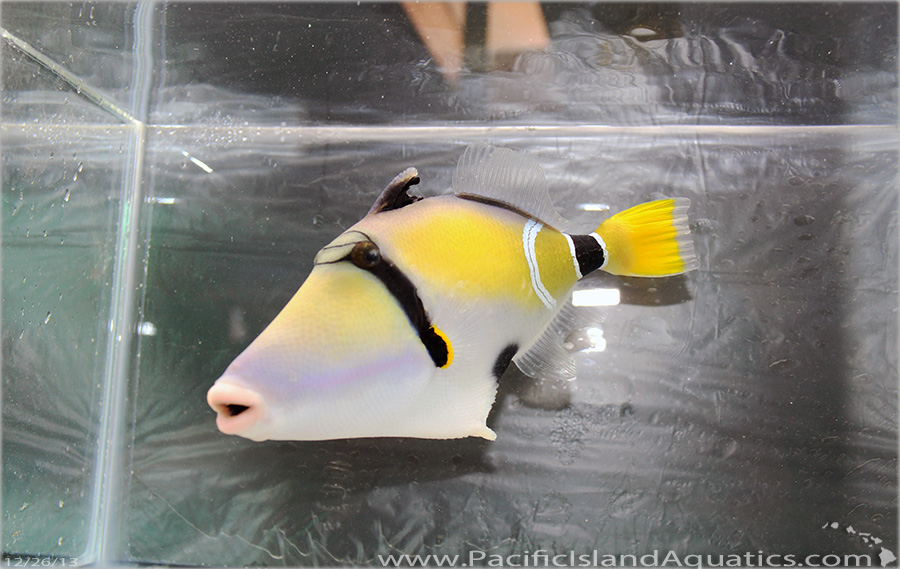 Mauritius Triggerfish