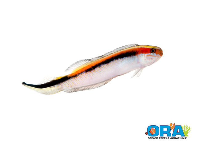 ORA Eastern Hulafish