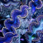 Red Sea Maxima Clams