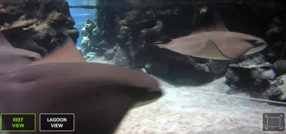 Shark Lagoon Cam