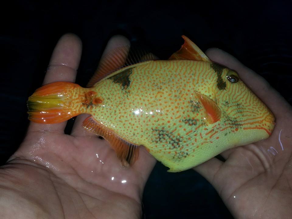 Xanthic Undulate Triggerfish