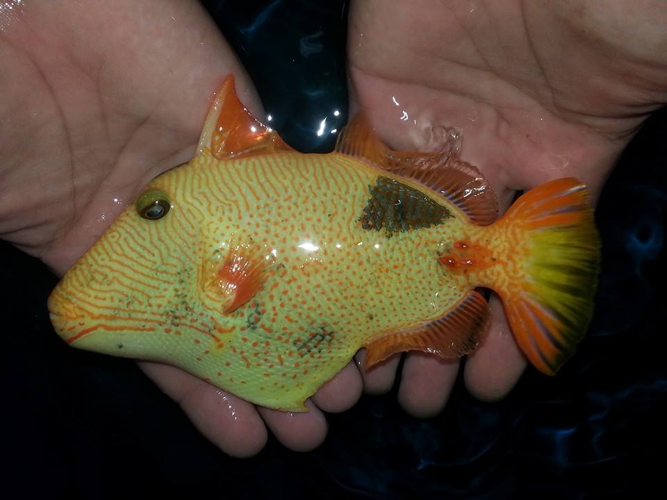 undulate triggerfish