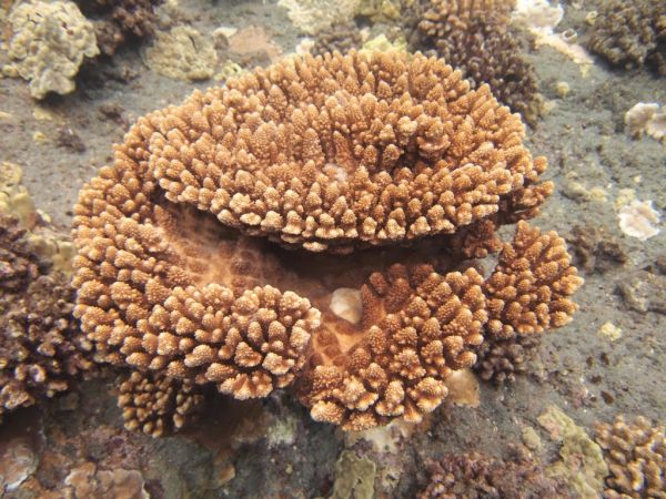 Acropora gemmifera West Hawaii