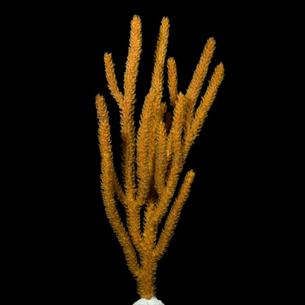 Aquascapers Orange Spiny Eco-Gorg