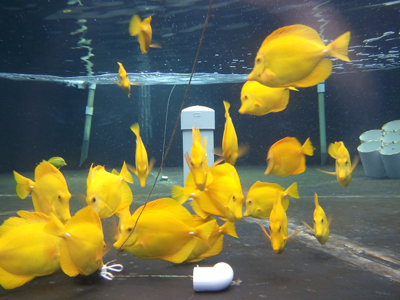 Captive Bred Yellow Tang