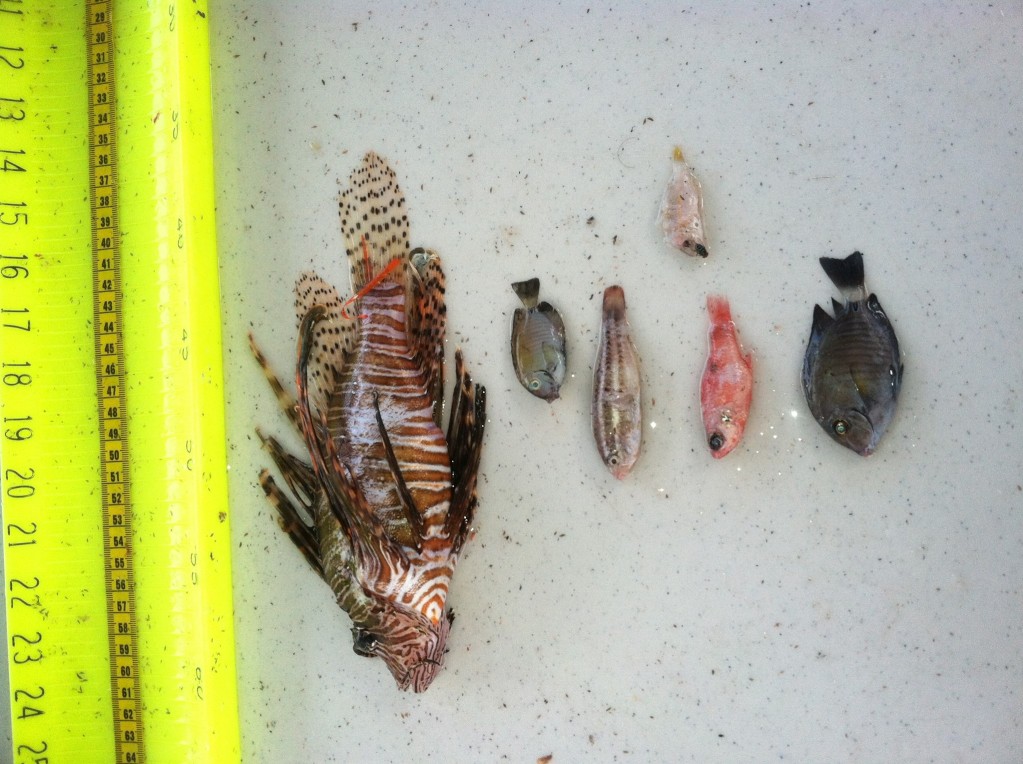 Lionfish Gut Contents