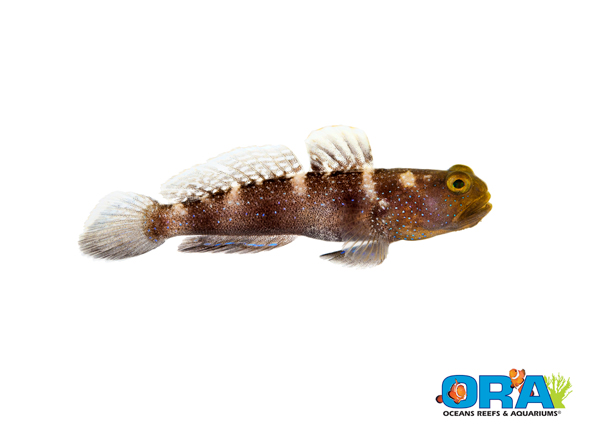 ORA Blue Fin Watchman Goby