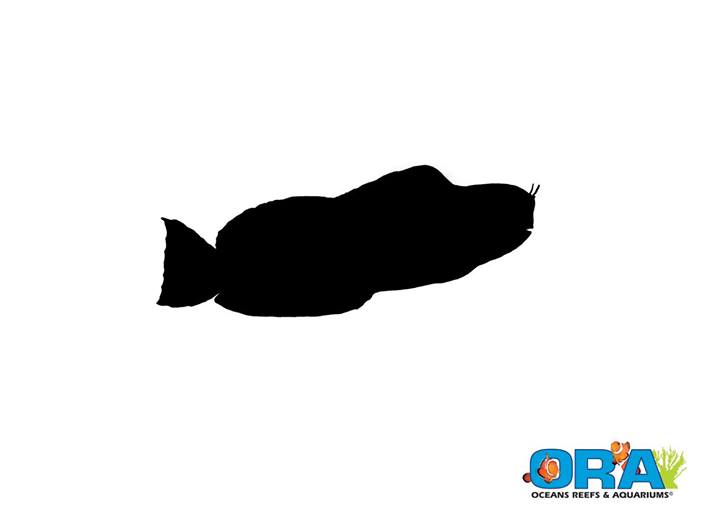 ORA Guess the Fish