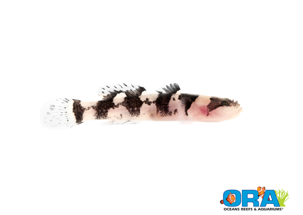 ORA Jaguar Goby