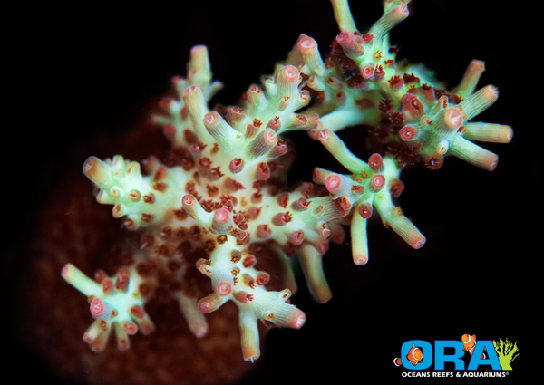 ORA Shortcake Acropora