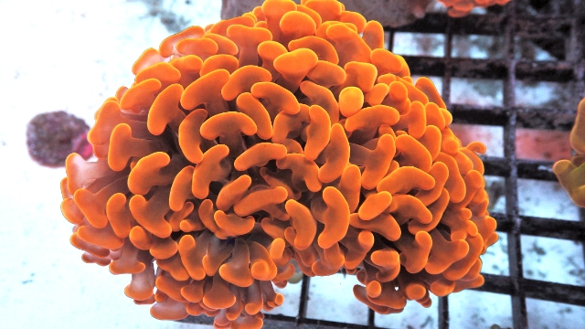 Orange Hammer Coral