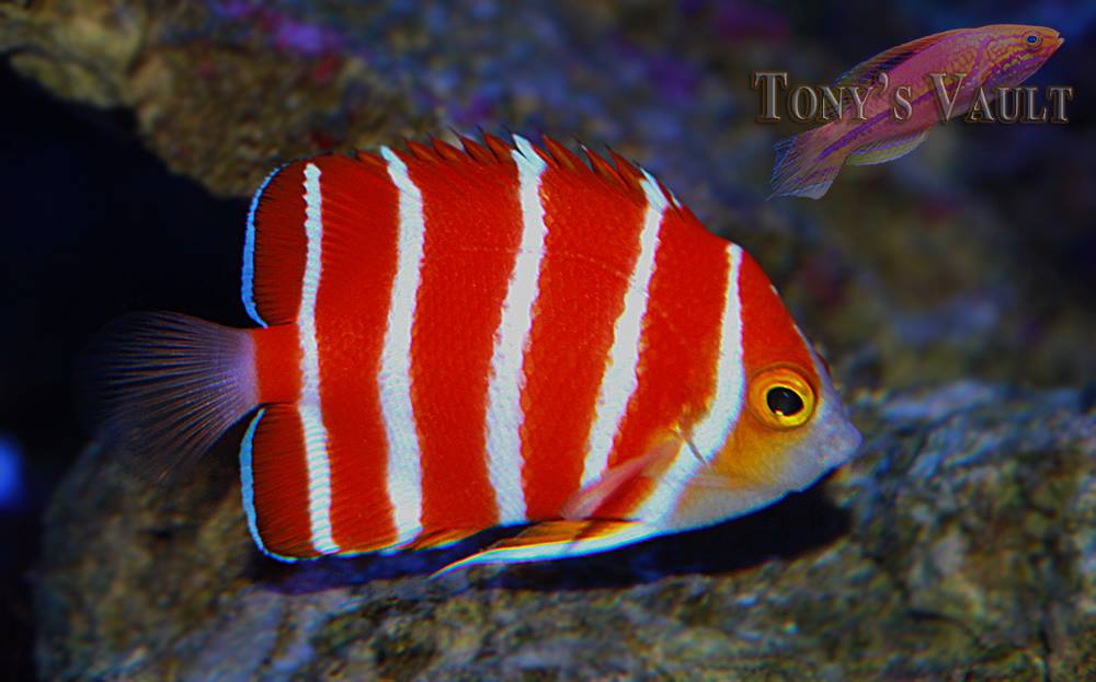 Peppermint Angelfish Tony's Vault