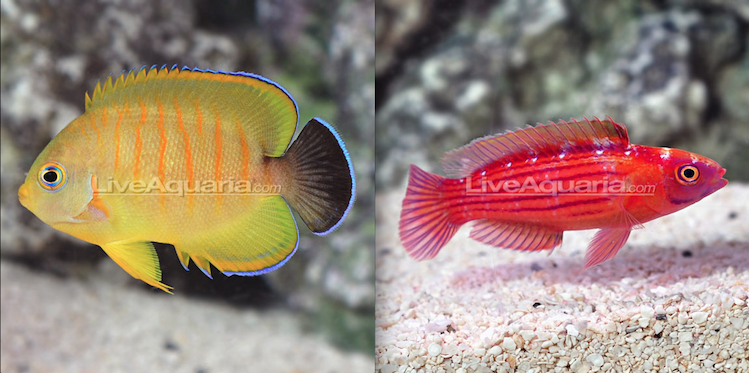 Tigerpyge and Earlei's Fairy Wrasse