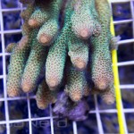Acropora millepora Unique Corals
