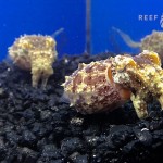 ReefGen Captive Bred Bandensis Cuttlefish
