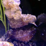 ReefGen Captive Bred Bandensis Cuttlefish