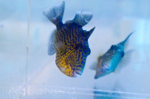 Blueline Triggerfish SDC