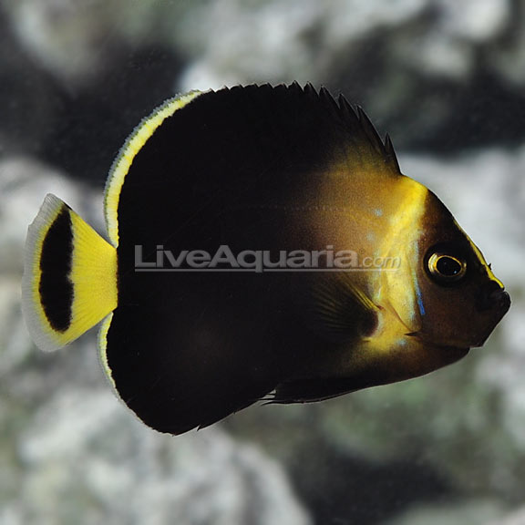 Captive Bred Maze Angelfish