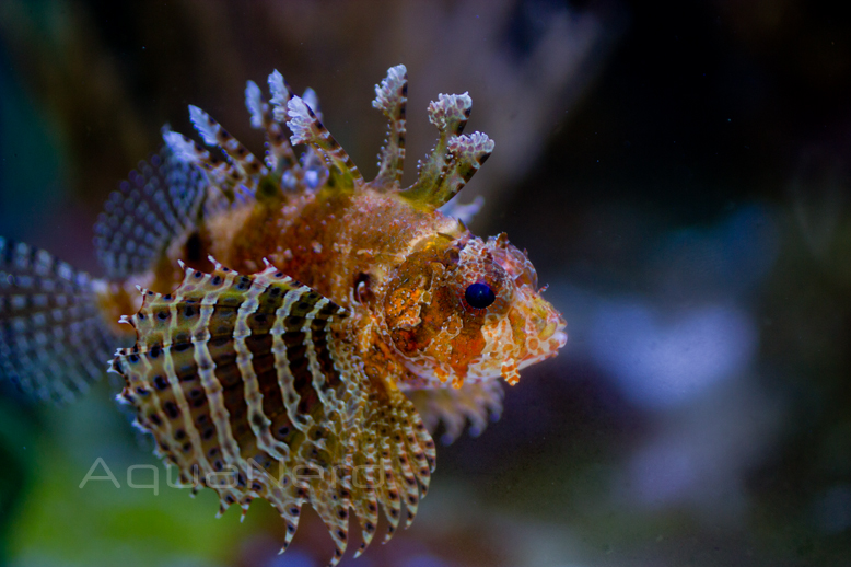 Fuzzy Dwarf Lionfish