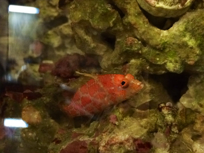 Geometric Hawkfish Greeting