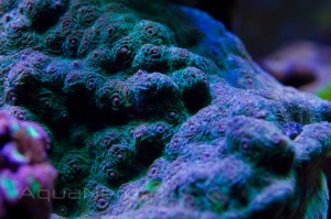 Green Chalice Coral