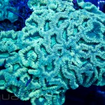 Green Goniastrea Unique Corals