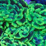 Green Hammer Coral Unique Corals