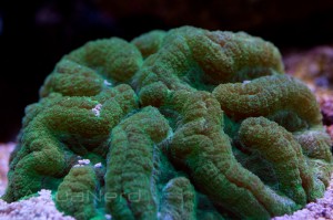 Green Lobophyllia Brain Coral