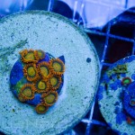 King Midas Zoa Unique Corals