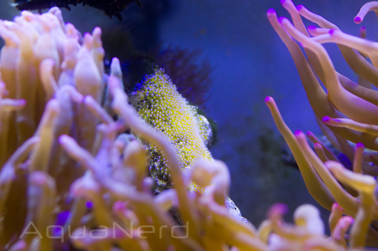 Latezonatus Clownfish Eggs SDC