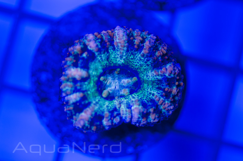 Mini Scolymia Coral