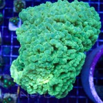 Neon Green Caulastrea Unique Corals