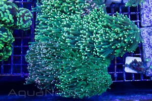 Neon Green Torch Coral Unique Corals