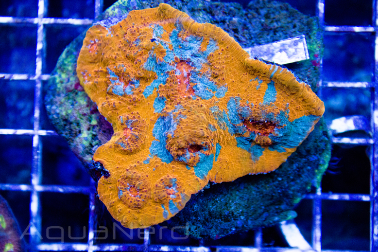 Neon Orange Chalice Unique Corals