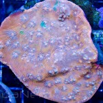 Orange Chalice Unique Corals