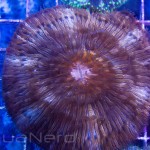 Plate Coral Unique Corals
