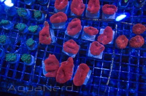 Red Acan Frags Unique Corals