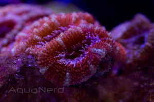 Red Acanthastrea lordhowensis