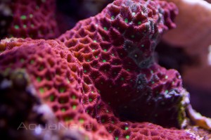 Red War Coral